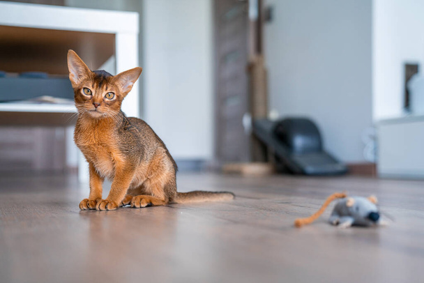 Funny Abyssinian kitten playing on the floor in the living room. - 写真・画像