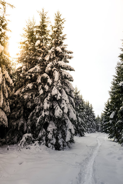 Gün batımının olduğu bir çam ağacının derinliklerinde, derin bir karda yürüyüş yolu. Kışın Belçika. Kimse. - Fotoğraf, Görsel
