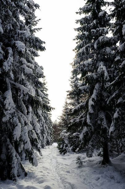Túrázási útvonal mély hóban egy fenyves erdőben. Belgium télen. Senki. - Fotó, kép
