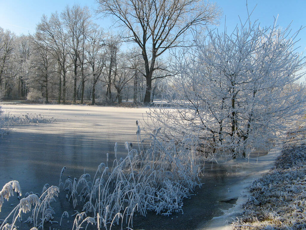 Güzel beyaz kış manzarası. Donmuş doğal buzla birlikte sazlık yatakları önünde beyaz don ve ağaçlar ve soğuk bir kış gününde arka planda mavi bir gökyüzü. - Fotoğraf, Görsel