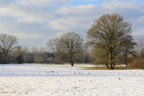 hermoso paisaje de invierno con grandes árboles en un prado blanco como la nieve y el cielo azul con nubes en el fondo en un bosque en otoño en un día con clima claro - Foto, Imagen