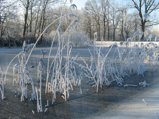 красивый пейзаж с белой тростью с седыми морозами в замёрзшем пруду в белом лесу зимой - Фото, изображение