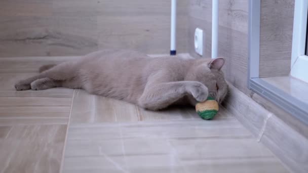 Bel gatto domestico britannico grigio gioca sul pavimento con la palla. Animale domestico giocoso e attivo - Filmati, video