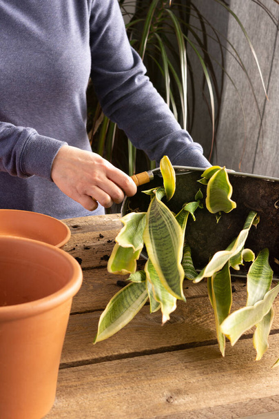 Process of transplanting a home flower Sansevieria into a clay pot, snake plants on a wooden table, woman gardener transplants houseplant - Fotoğraf, Görsel