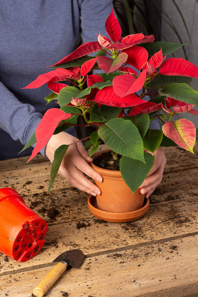 Процесс пересадки домашнего цветка Пойнсеттия в глиняный горшок, Рождественский цветок на деревянном столе, женщина-садовница пересаживает комод - Фото, изображение