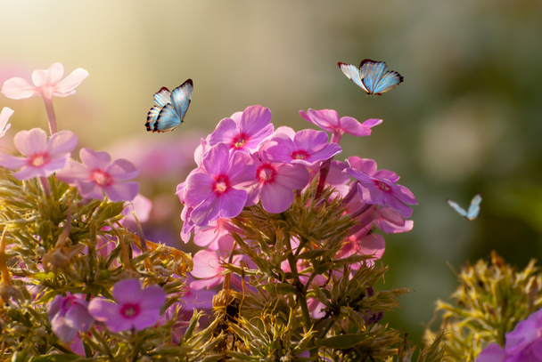 Hermosas flores en flor. Jardín primavera-verano y mariposas voladoras sobre un fondo soleado brillante y borroso, naturaleza de cuento de hadas. - Foto, imagen