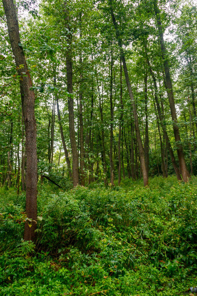 Vista de un bosque verde en verano - Foto, imagen