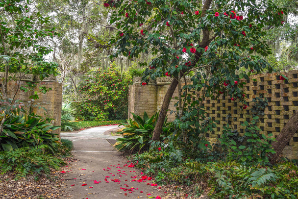 Winter Gardening In Warmer Climate.  Bright red petals of a Quince tree line a garden path and add color to a winter garden. - Photo, Image