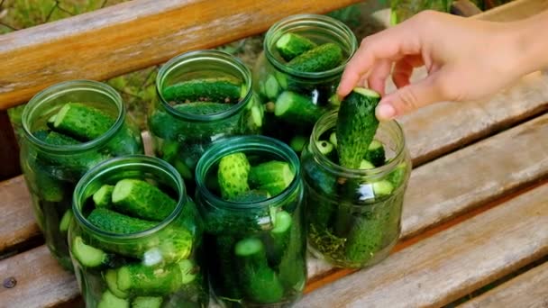 the process of making pickles gherkins, pickled cucumbers. - Footage, Video