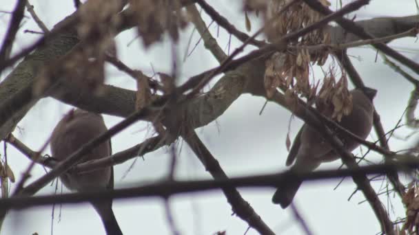 vadon élő európai madarak - két bikapinty nőstény magot eszik - Felvétel, videó