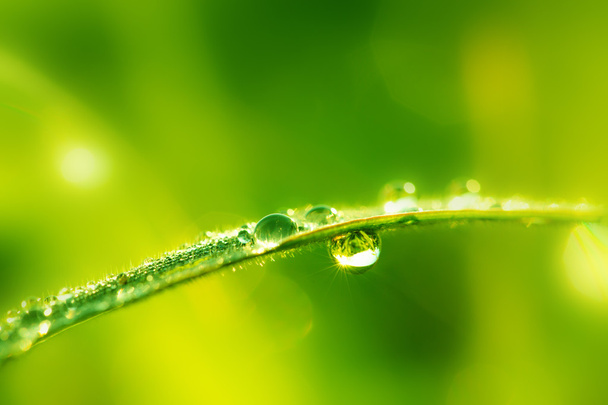 Πράσινο υγρό γρασίδι με δροσιά σε λεπίδες. Ρηχό DOF - Φωτογραφία, εικόνα