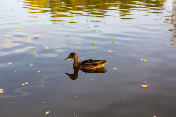 One duck swims on the water - Foto, Imagen