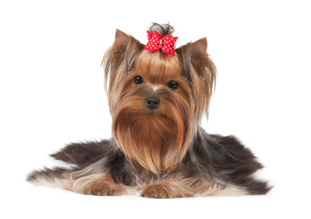 One Yorkshire Terrier - Photo, Image