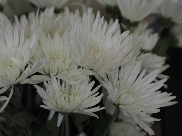 Белый букет гербера цветок красивый фон природы - Фото, изображение