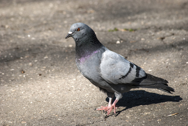 Rock dove - Photo, Image