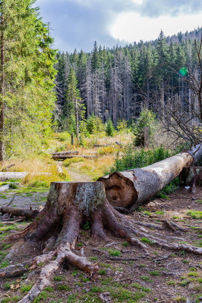 Upadły pień i pień drzewa na polanie górskiej w lesie iglastym w Tatrach, Polska. - Zdjęcie, obraz