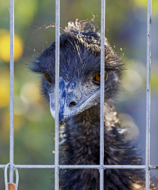 Rhea with intensely blue beak looks behind iron bars, oil paint  - Photo, Image