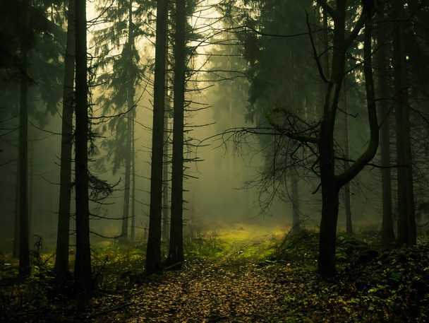 Creepy foggy forest, forest road, spruce trees, fog, mist. Gloomy magical landscape at autumn/fall. Jeseniky mountains, Eastern Europe, Moravia.  - Photo, Image
