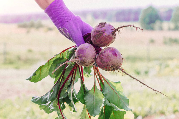 a farmer's hand holds fresh ripe beets in the garden. The concept of the fall harvest. - 写真・画像