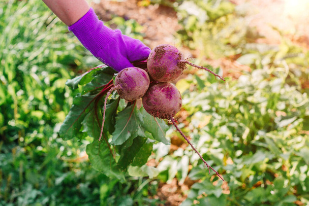 une main de fermier tient des betteraves fraîches mûres dans le jardin. Le concept de la récolte d'automne. - Photo, image