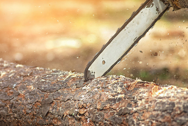 Holzfäller sägt Baum mit Motorsäge auf Sägewerk - Foto, Bild