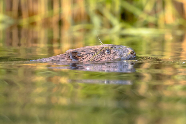 Castor europeo (fibra de ricino) nadando en agua colorida alrededor del atardecer en Biesbosch Reserva natural Países Bajos - Foto, imagen