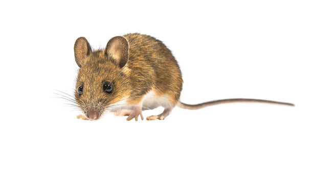 白い背景に隔離された木製のマウス(Apdemus sylvatius)を探して有罪。このかわいいマウスはヨーロッパのほとんどの地域で見られ、非常に一般的で普及している種です。. - 写真・画像