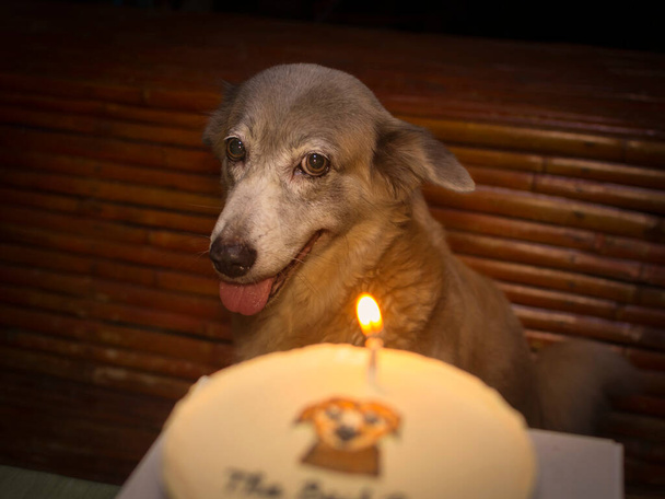 A beautiful dog and her birthday cake. Celebration of a loving dog's birthdate. Warm candlelight colors, nighttime setting. - Photo, Image