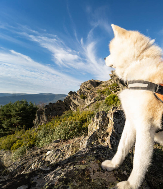 山の中にハーネス付きの秋田犬 - 写真・画像