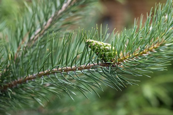 Ramo de pinheiro com um cone verde. Fundo de Natal. - Foto, Imagem