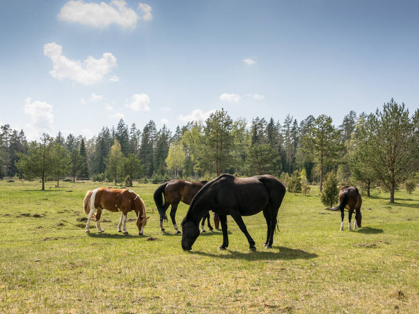 Groupe de chevaux paissent dans la prairie - Photo, image