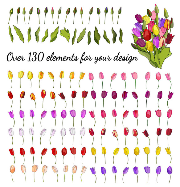The floral vector set of tulips isolated on white background. For design of invitations, cards, gift boxes, textiles, fabric, wallpaper and more. - Vector, Image