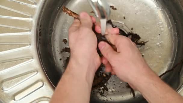 コーヒーの健康的な代替品。男性の手は台所の金属シンクで鶏の根を洗う。エコフード。トップ表示 - 映像、動画