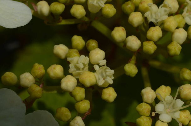 Viburnum opulus, Guelder αυξήθηκε. Όμορφα λευκά λουλούδια του ανθισμένου θάμνου Viburnum σε σκούρο πράσινο φόντο. Επιλεκτική εστίαση, κοντινό πλάνο. Έννοια της φύσης για τον πράσινο σχεδιασμό. - Φωτογραφία, εικόνα