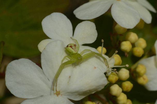 Viburnum opulus, Dollarrose. Schöne weiße Blüten von blühendem Viburnum-Strauch auf dunkelgrünem Hintergrund. Selektiver Fokus, Nahaufnahme. Naturkonzept für grüne Gestaltung. - Foto, Bild