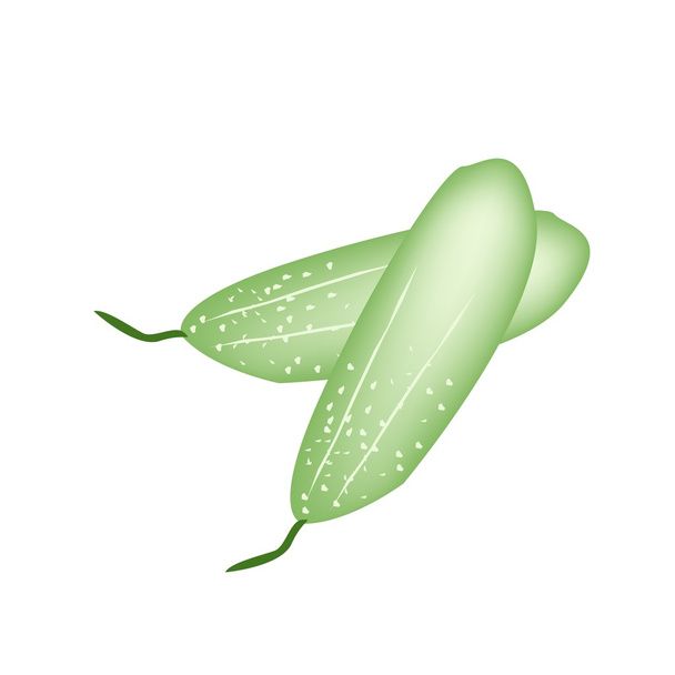 Two Fresh Green Cucumber on White Background - Vector, Image
