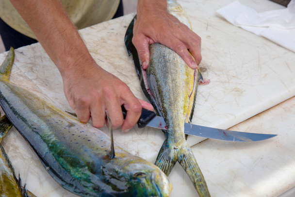 Pescador limpa peixes recém-capturados em mesa especializada no pier.Fisherman corte de peixe fresco com faca. Conceito de alimentação saudável e descanso. - Foto, Imagem
