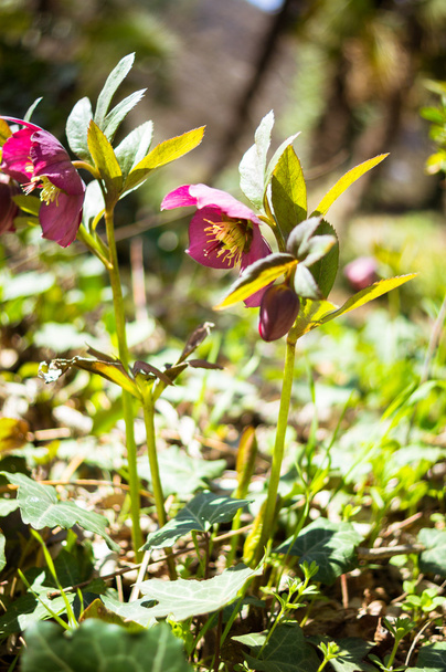 Helleborus квіти
 - Фото, зображення