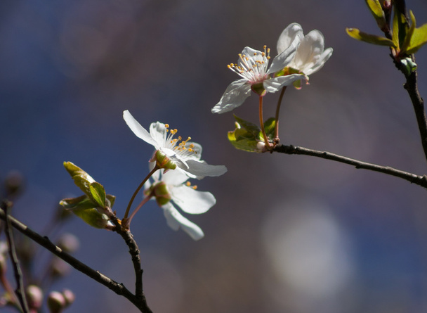 virágzó cseresznyefa - Fotó, kép