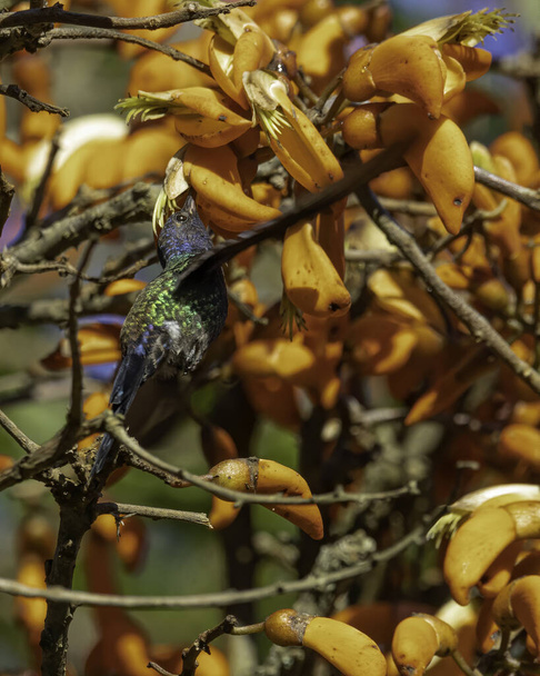 Ein bunter Kolibri schwebt um orangefarbene Blüten - Foto, Bild