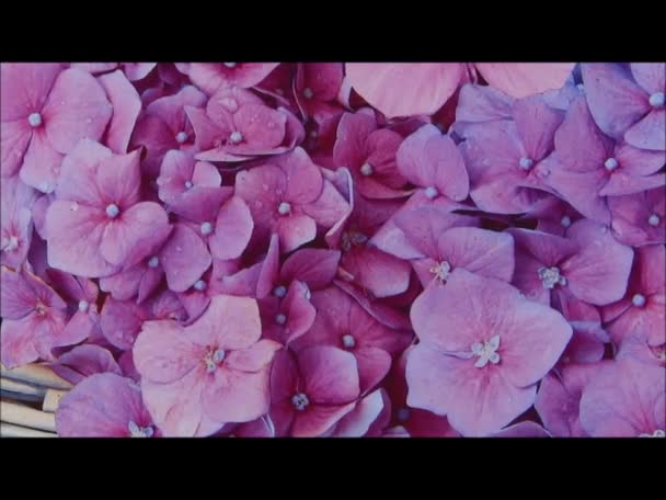 Wszystkiego najlepszego z kwiatami i motylkiem - Materiał filmowy, wideo
