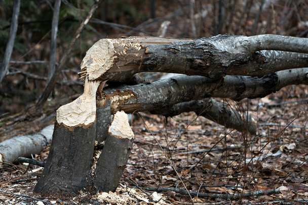 Beaver stock fotó. Beaver kivágta a fa raktárképét. Hód Fognyomok. Hódmunka. Beaver tevékenység stock fotó. Hód által kivágott fa. Hódok által kivágott fa. Levágott kép. Kép. - Fotó, kép