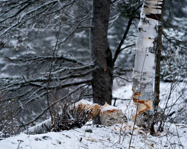 ビーバーのストックフォト。冬の季節。ビーバー白樺の木のストックフォトをカット。ビーバーティースマーク。ビーバーの仕事だ。ビーバーの活動ストックフォト。木はビーバーが倒れた。ビーバーによって伐採された白樺の木。ツリーカット画像。写真. - 写真・画像