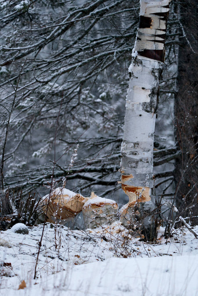 ビーバーのストックフォト。冬の季節。ビーバー白樺の木のストックフォトをカット。ビーバーティースマーク。ビーバーの仕事だ。ビーバーの活動ストックフォト。木はビーバーが倒れた。ビーバーによって伐採された白樺の木。ツリーカット画像。写真. - 写真・画像