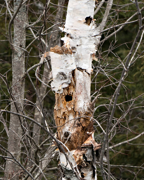 Birch Tree stock photos. Birch Tree with Pileated Woodpecker Hole Stock Photos, Images, Pictures with a forest background. Holes In The Trunk of Birch Woodpecker. Dead tree with holes.  - Foto, Imagem