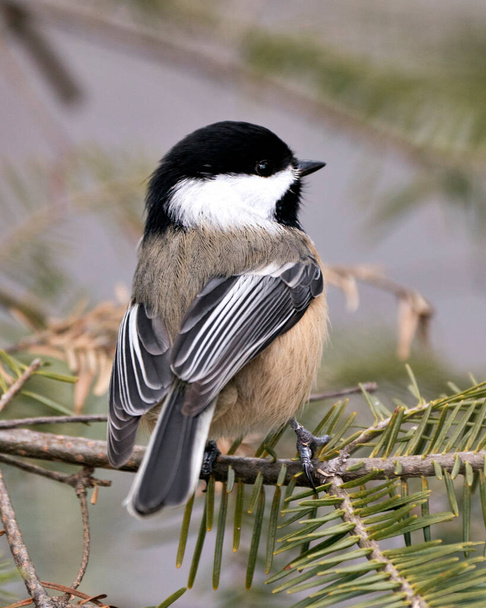 Chickadee close-up profile view on a fir tree branch with a blur background in its environment and habitat, displaying grey feather plumage wings and tail, black cap head. Image. Picture. Portrait. - 写真・画像