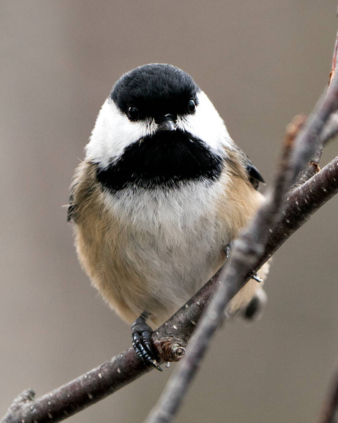 Chickadee Stock Photo. Chickadee close-up profile view looking at camera on a tree branch with a blur background in its environment and habitat, displaying feather plumage wings and tail, black cap head. Image. Picture. Portrait. - 写真・画像