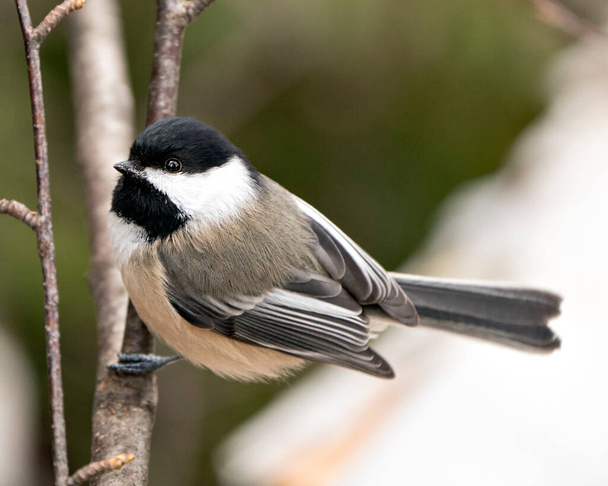 Chickadee close-up profile view on a tree branch with a blur background in its environment and habitat, displaying grey feather plumage wings and tail, black cap head. Image. Picture. Portrait. - Photo, image
