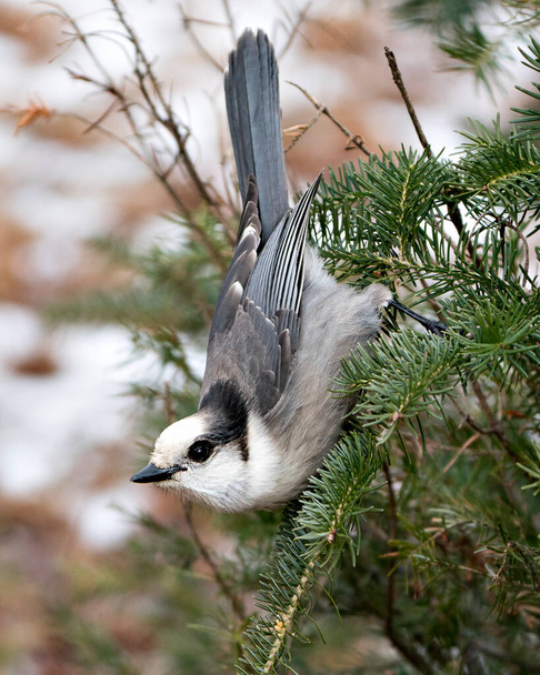 Vista del perfil de cerca de Gray Jay encaramado en una rama de abeto en su entorno y hábitat, mostrando plumaje de plumas grises y cola de pájaro. Adorno del cuadro de Navidad. Tarjeta de Navidad. - Foto, imagen