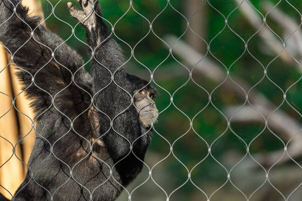 Gibbon Symphalangus Syndactylus Siamang w zoo za siatką, na którą można się wspiąć i huśtać. Zagrożone w środowisku naturalnym. - Zdjęcie, obraz